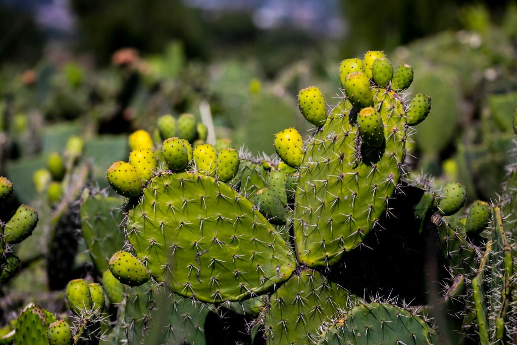 A close up of a prickly pear plant
