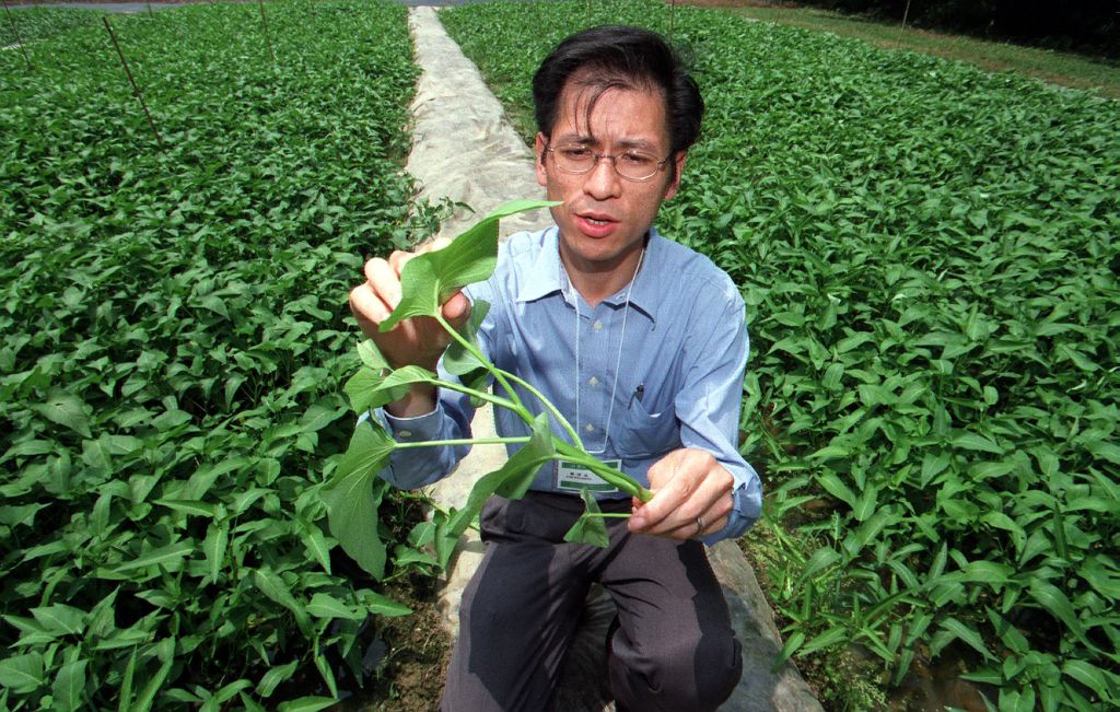Organic water spinach grown in China