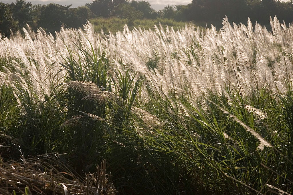 Wild sugarcane in Panama