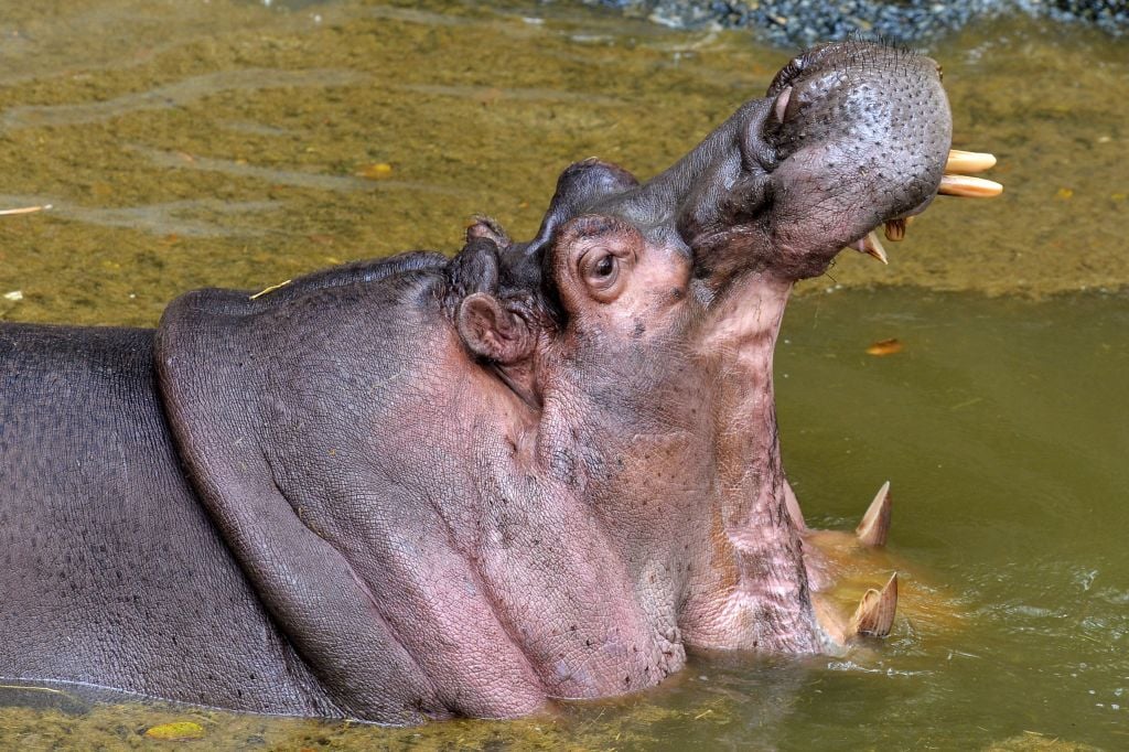 Hippo