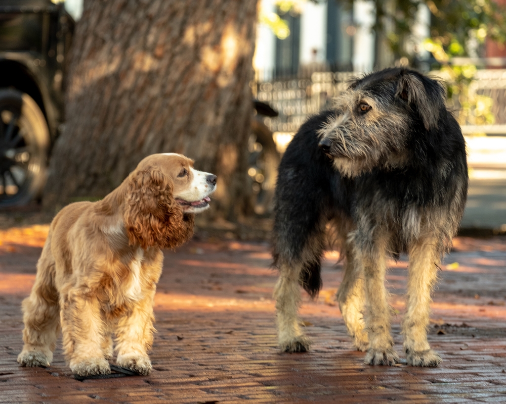 Lady and the Tramp