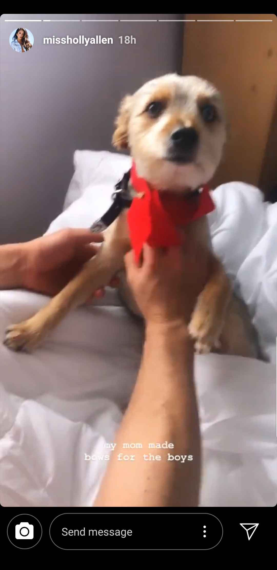 Dogs with bows