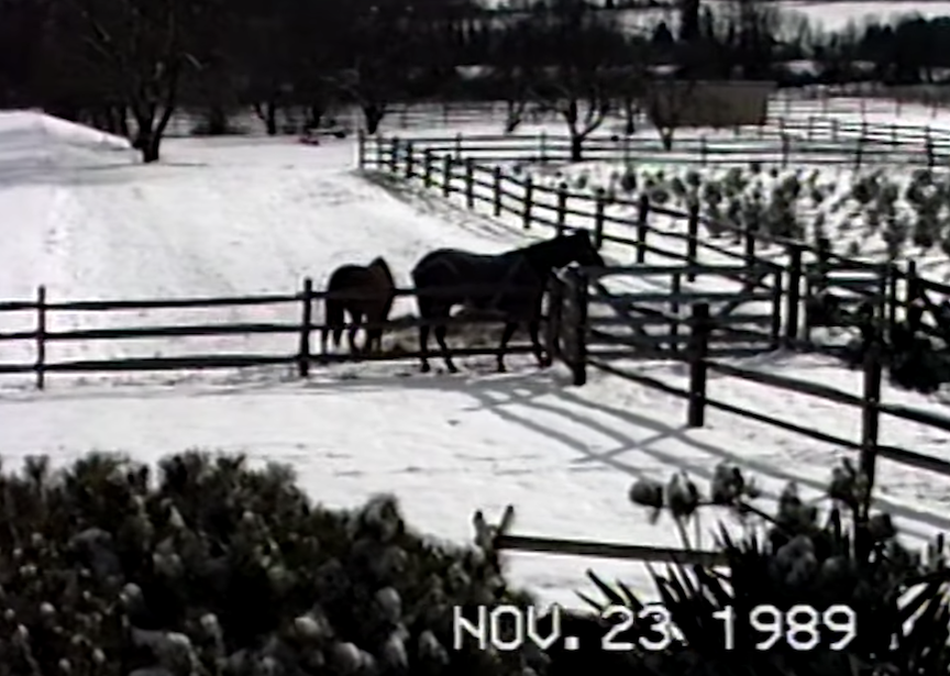 Still from Taylor Swift's music video for "Christmas Tree Farm"