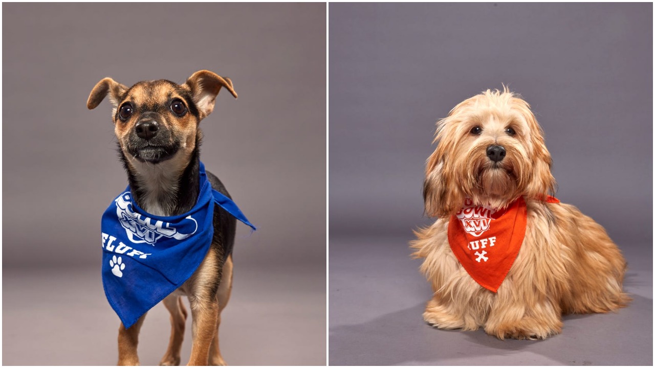 Puppy Bowl XVI: Meet Some of the Adorable Participants in This Year’s Game
