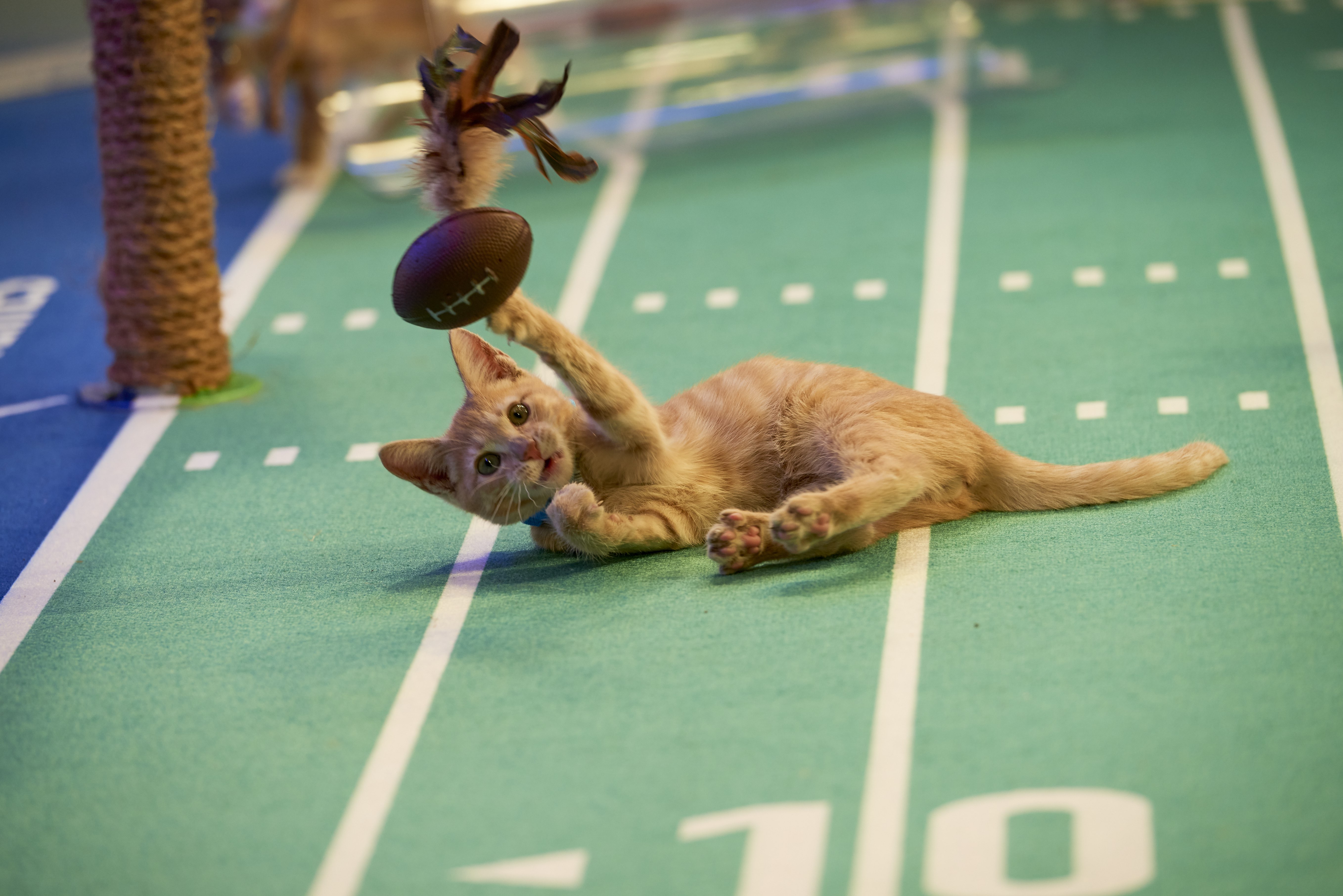 kitten playing with football 