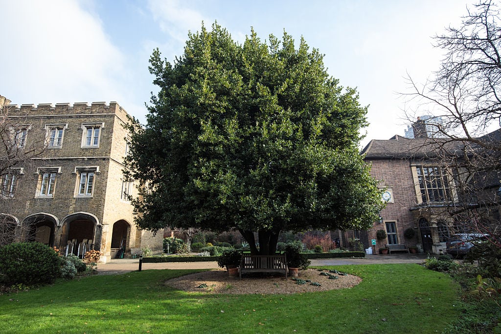 The Queen's Mulberry Tre at the London Charterhouse in Smithfield