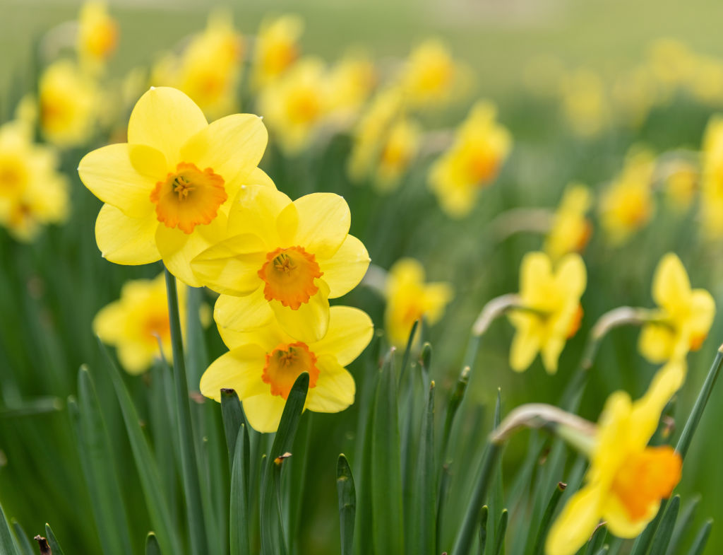 Trumpet daffodils