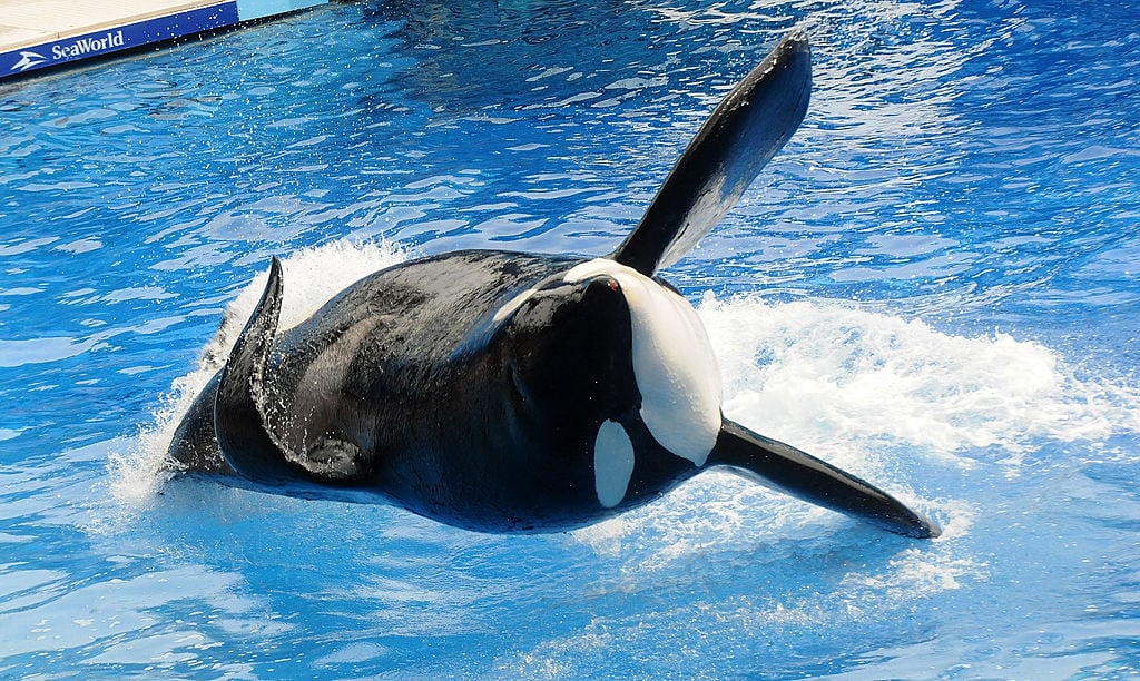 Tilikum