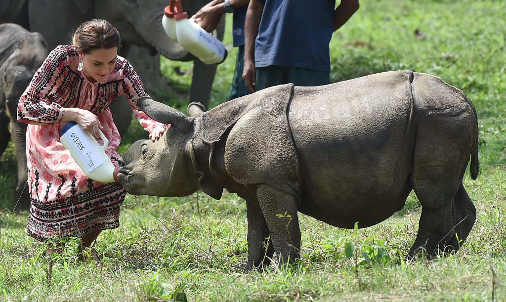 Kate Middleton feeding a baby rhino