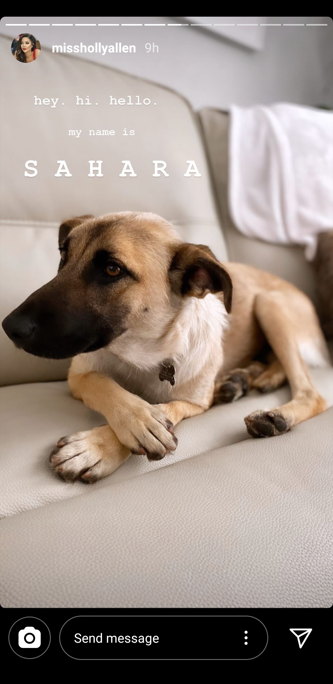 Malinois husky mix