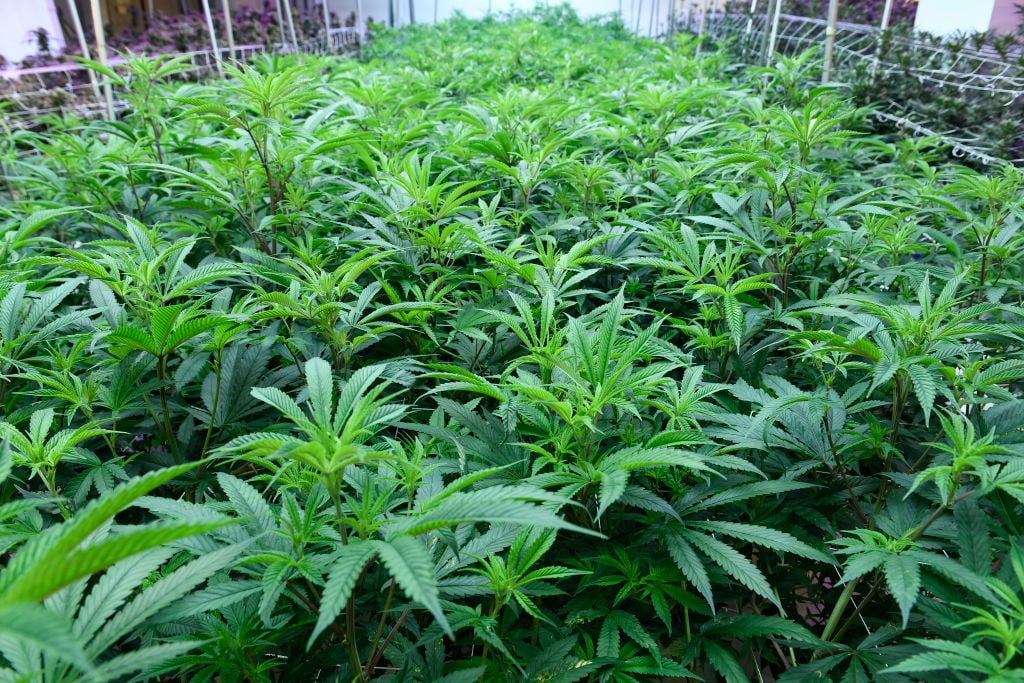 Marijuana plants grow at the LivWell Enlightened Health cultivation facility on January 13, 2020, in Denver, Colorado