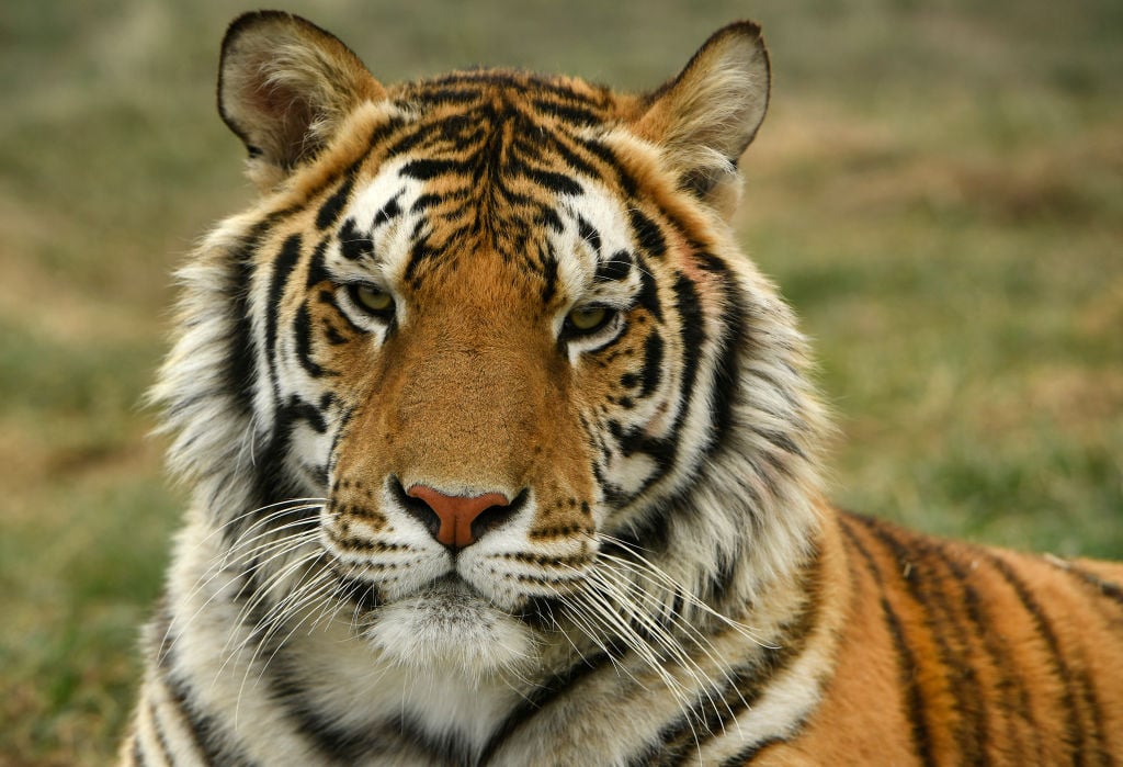 Tiger King bb