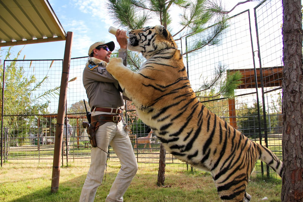 Joe Exotic feeding a tiger