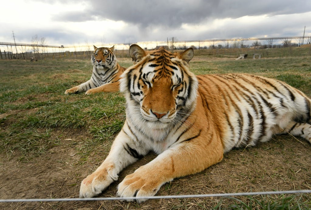 What happened to 'Tiger King' tigers 