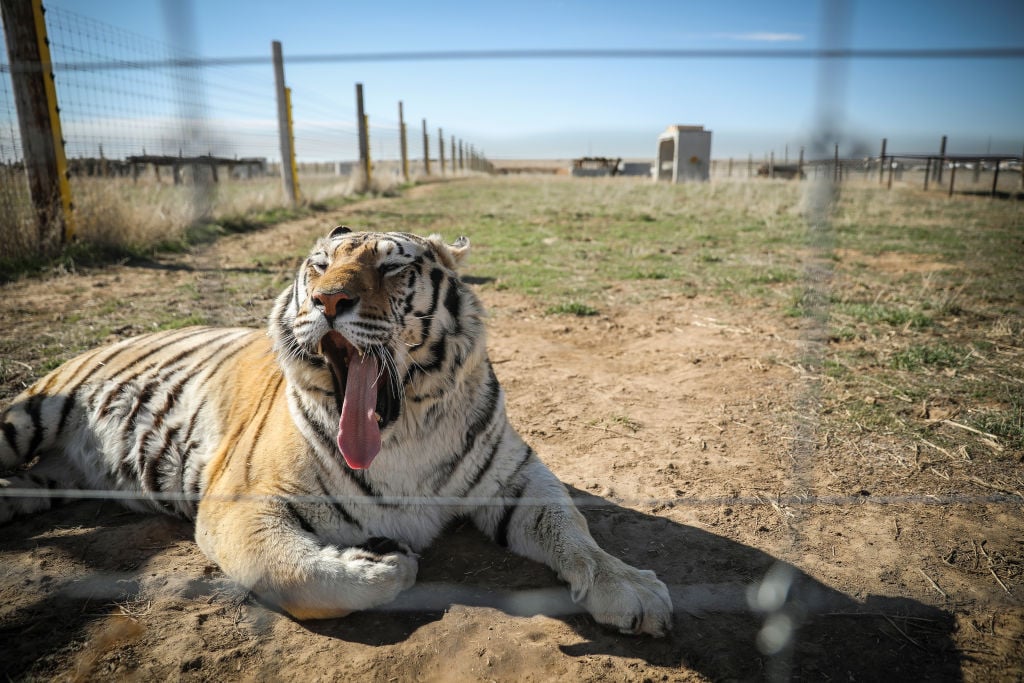 A tiger rescued from Joe Exotic's zoo