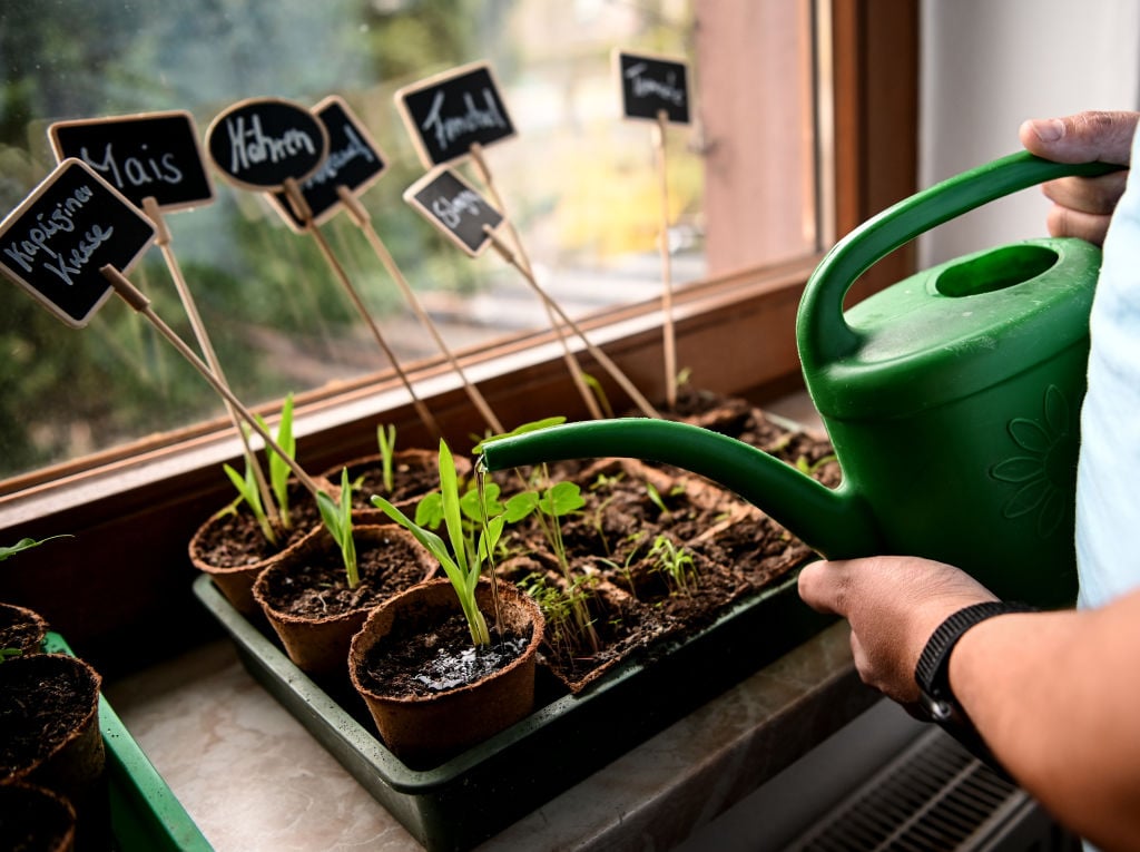 Windowsill garden 