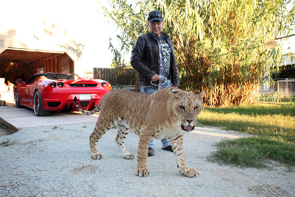 Jeff Lowe walks a tiger