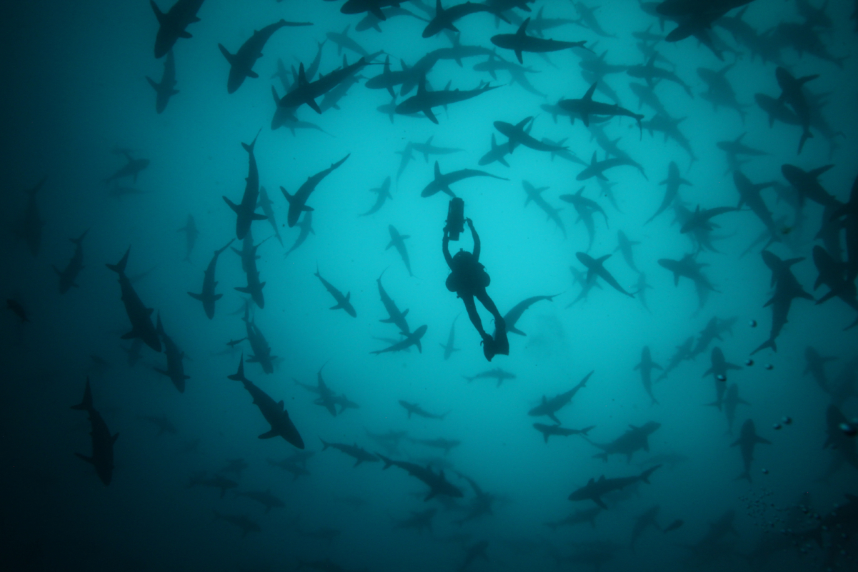 SharkFest - a herd of silky sharks