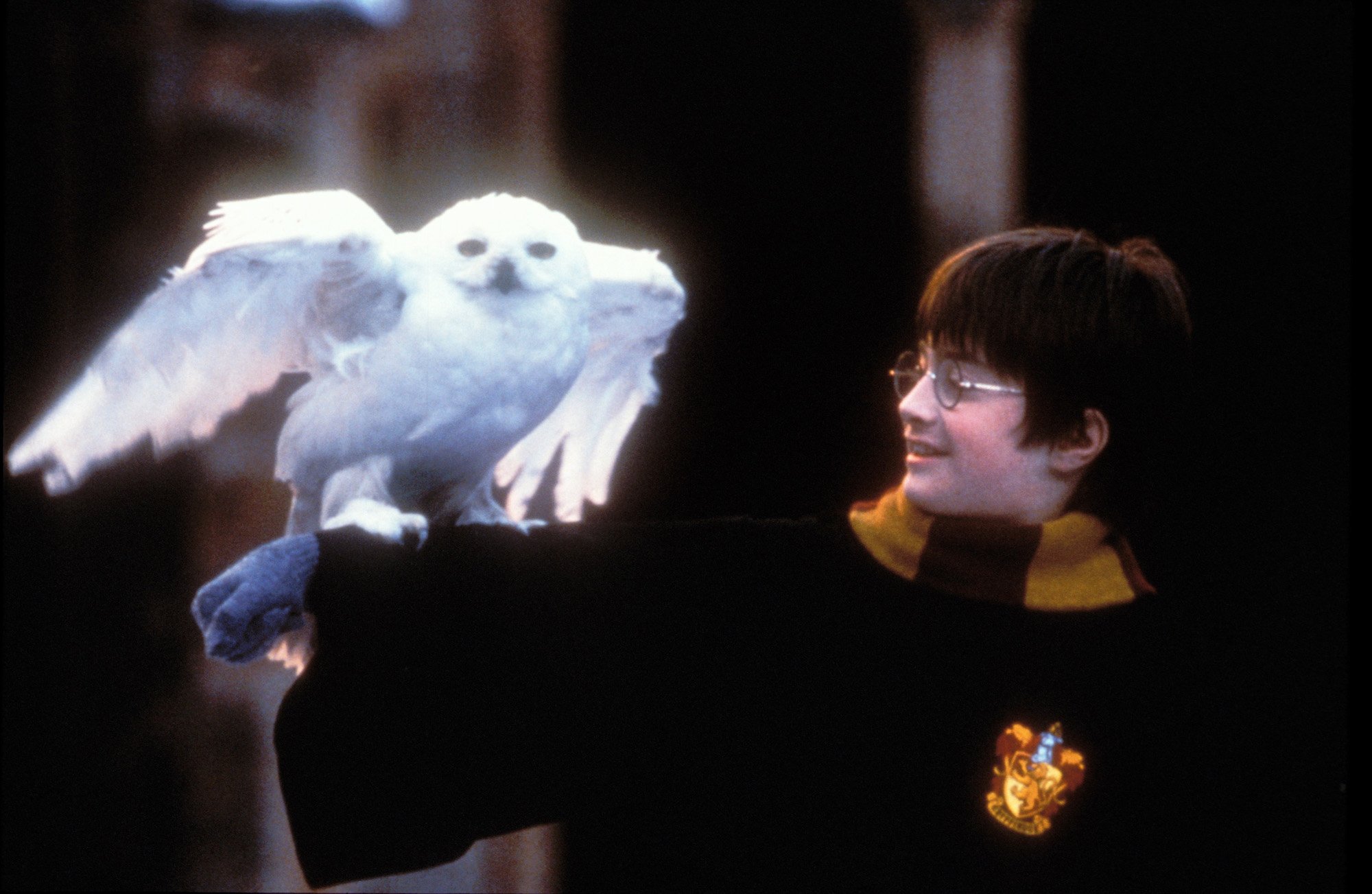 Danielle Radcliffe as Harry Potter smiling at an owl perched on his arm