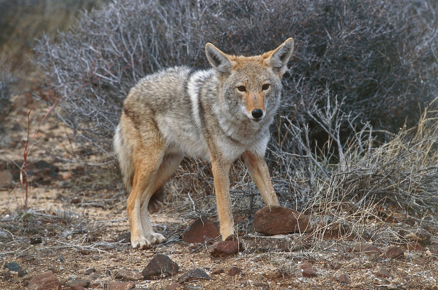 coyote