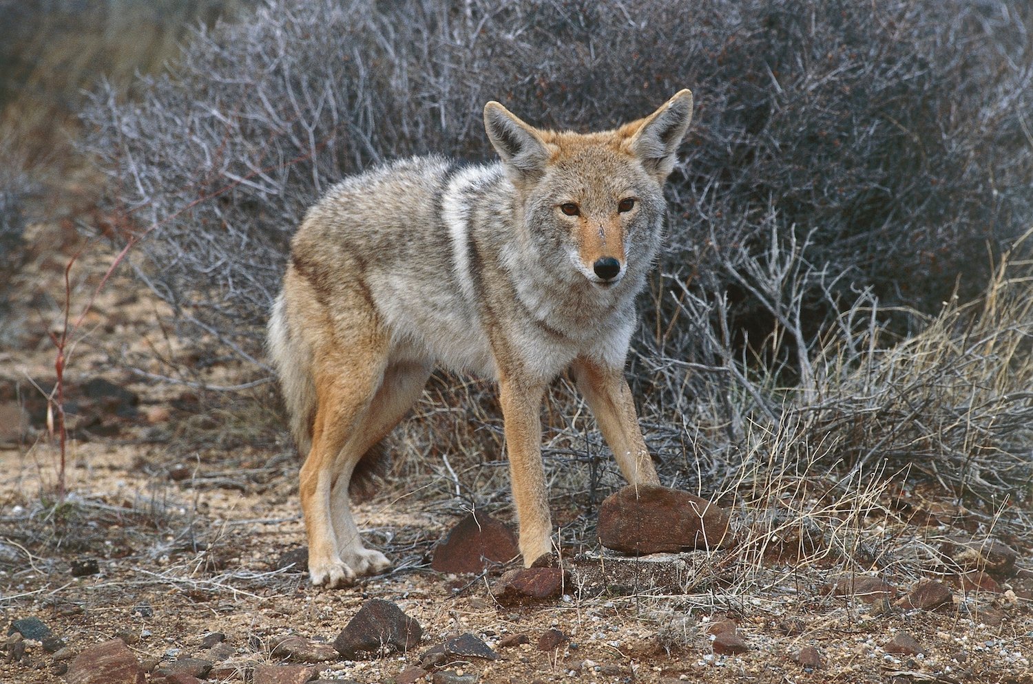 coyote