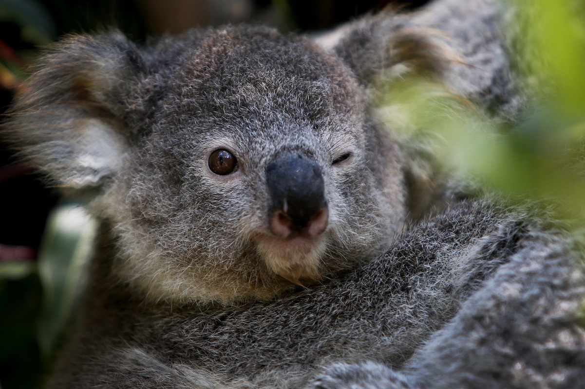 A koala bear at Australian Reptile Park