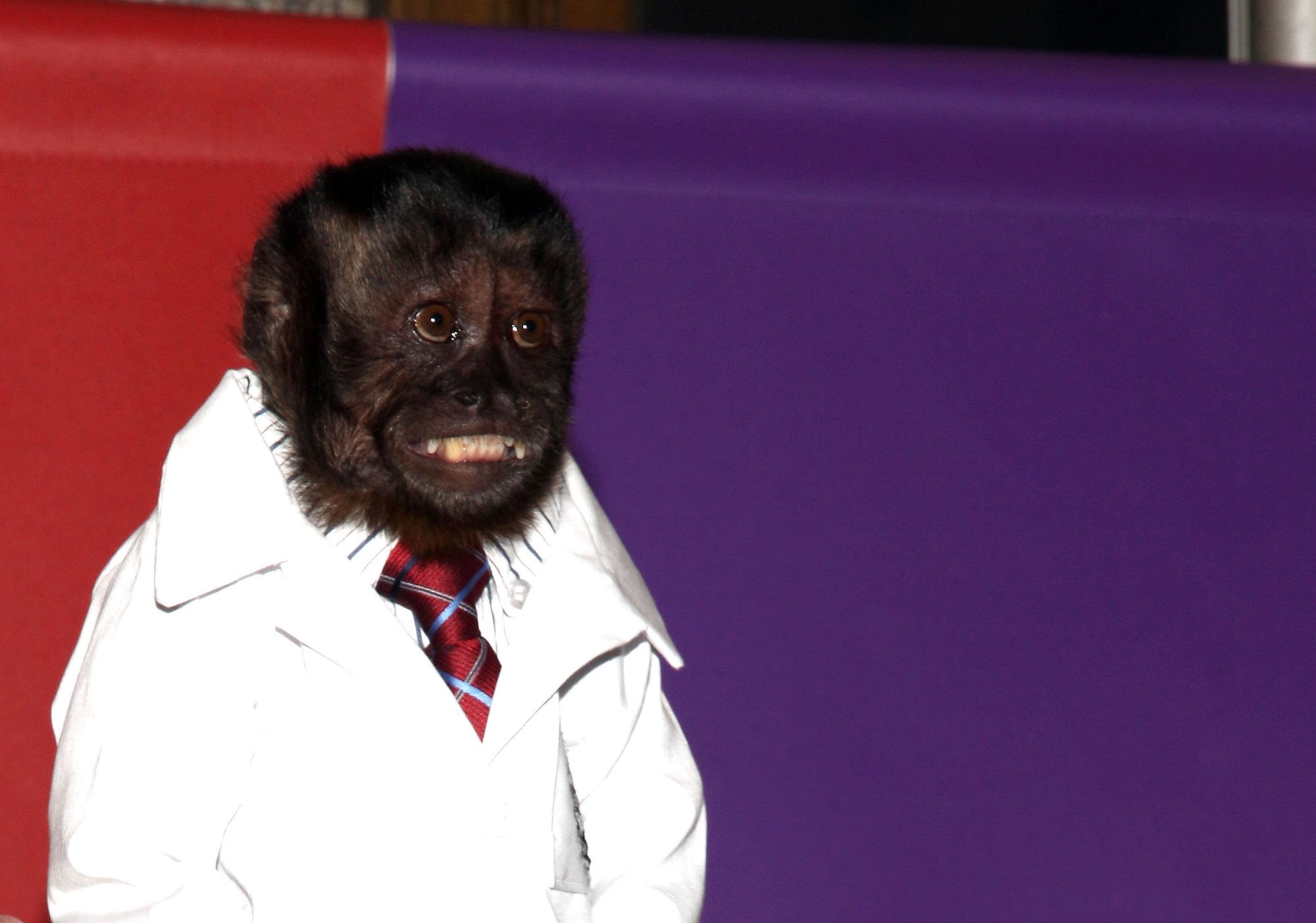 Crystal the Monkey smiling in a white coat in tie in front of a red and purple backdrop
