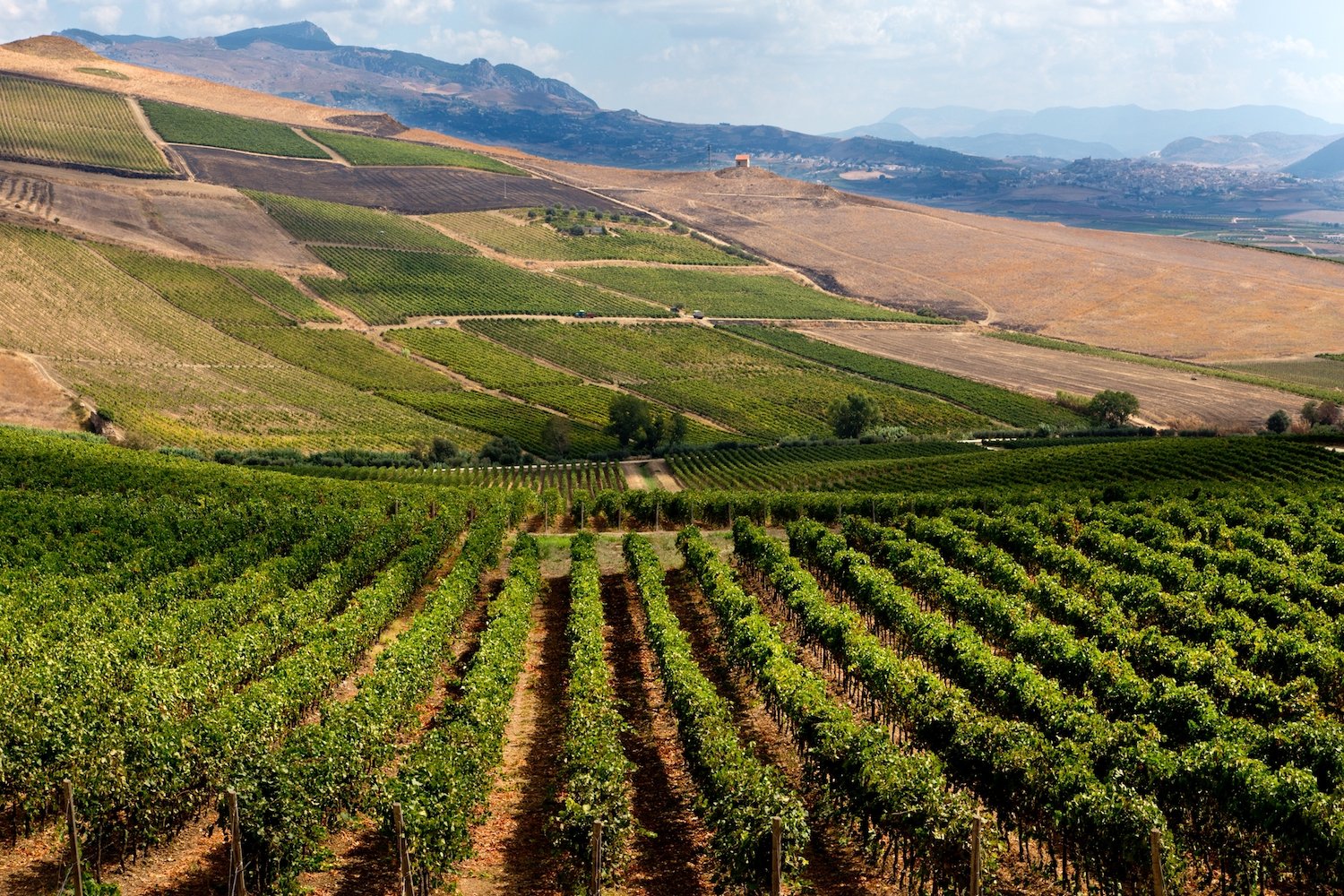 View of a winery