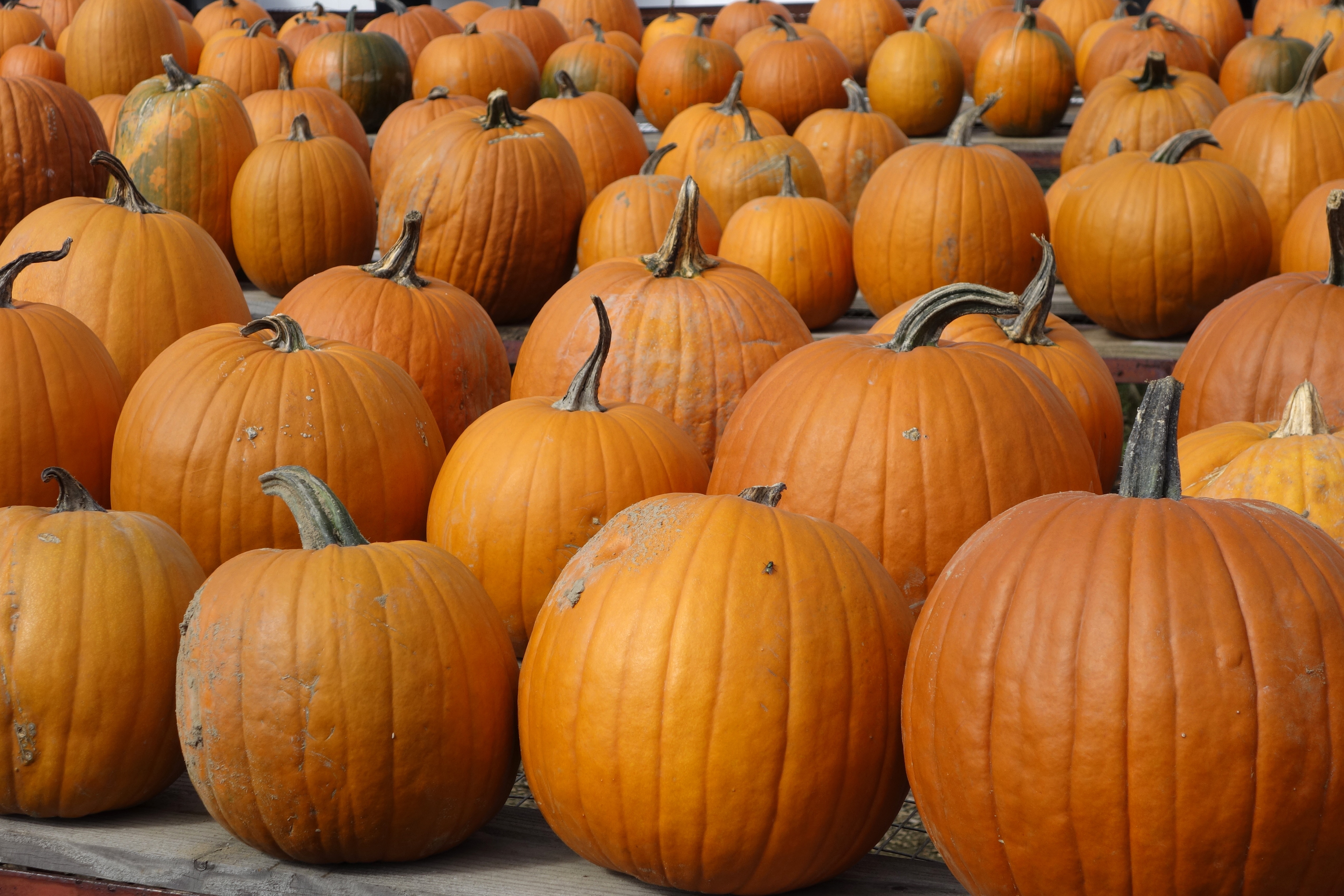 pumpkins