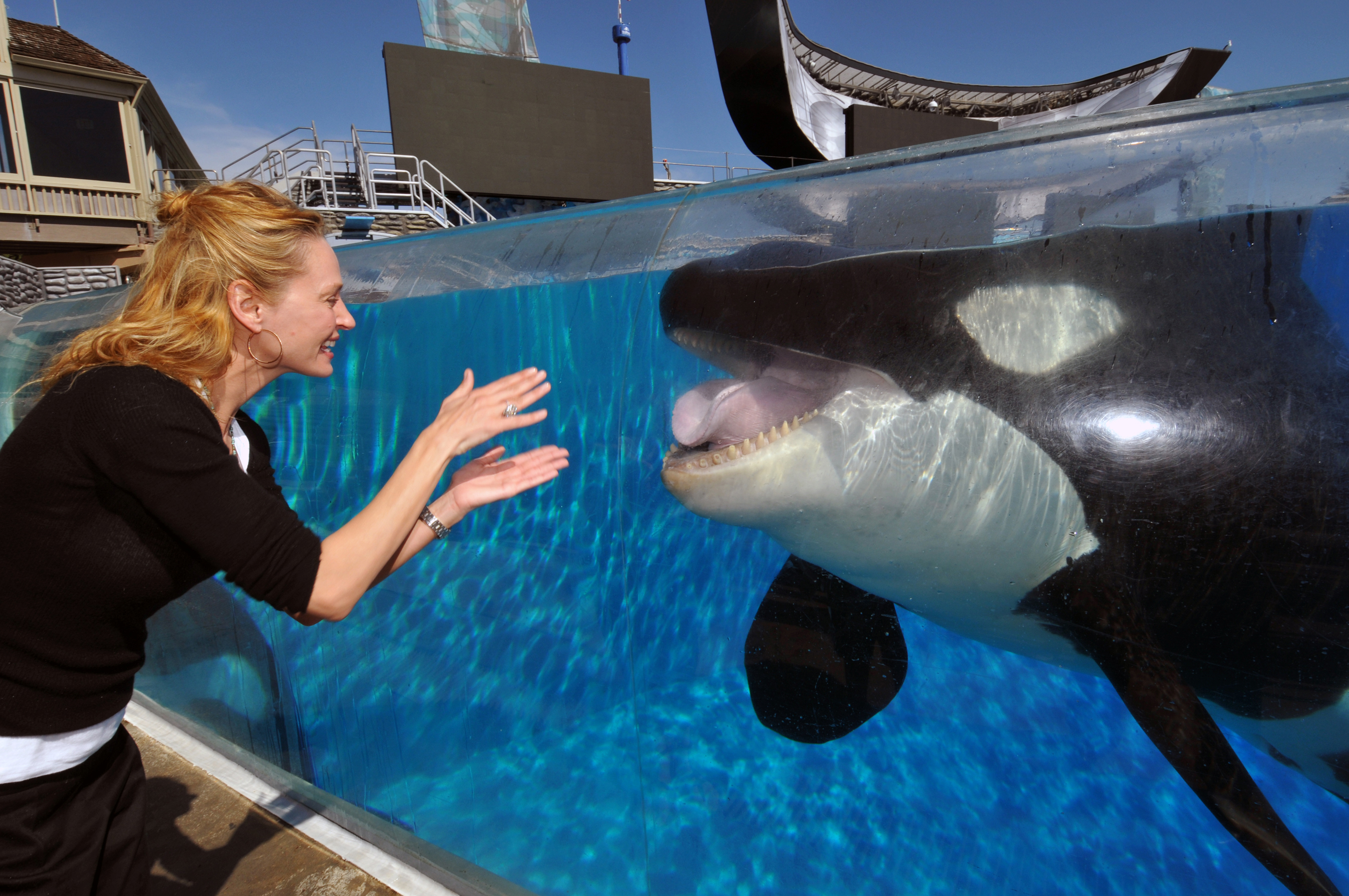 A woman at SeaWorld interacting with a whale