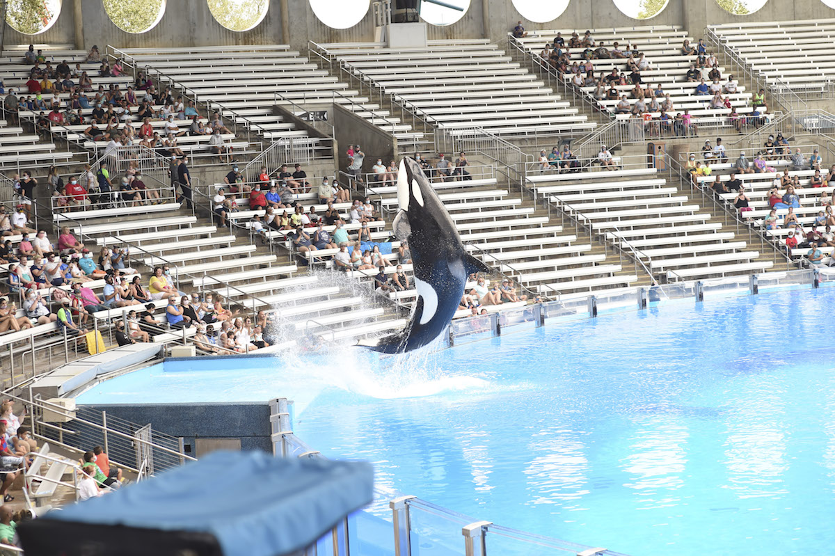 Jumping orca performing at SeaWorld