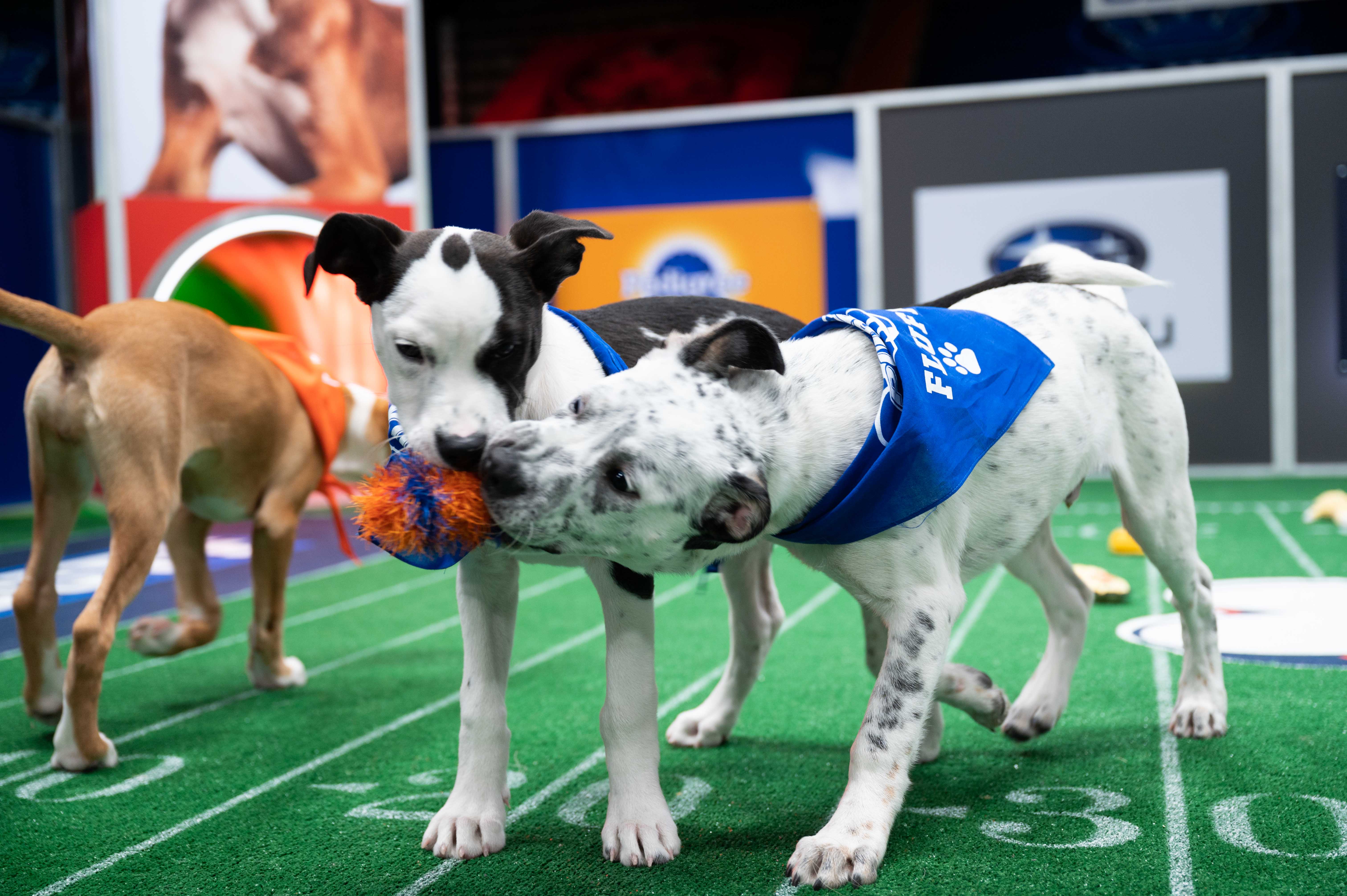 Puppy Bowl XVII