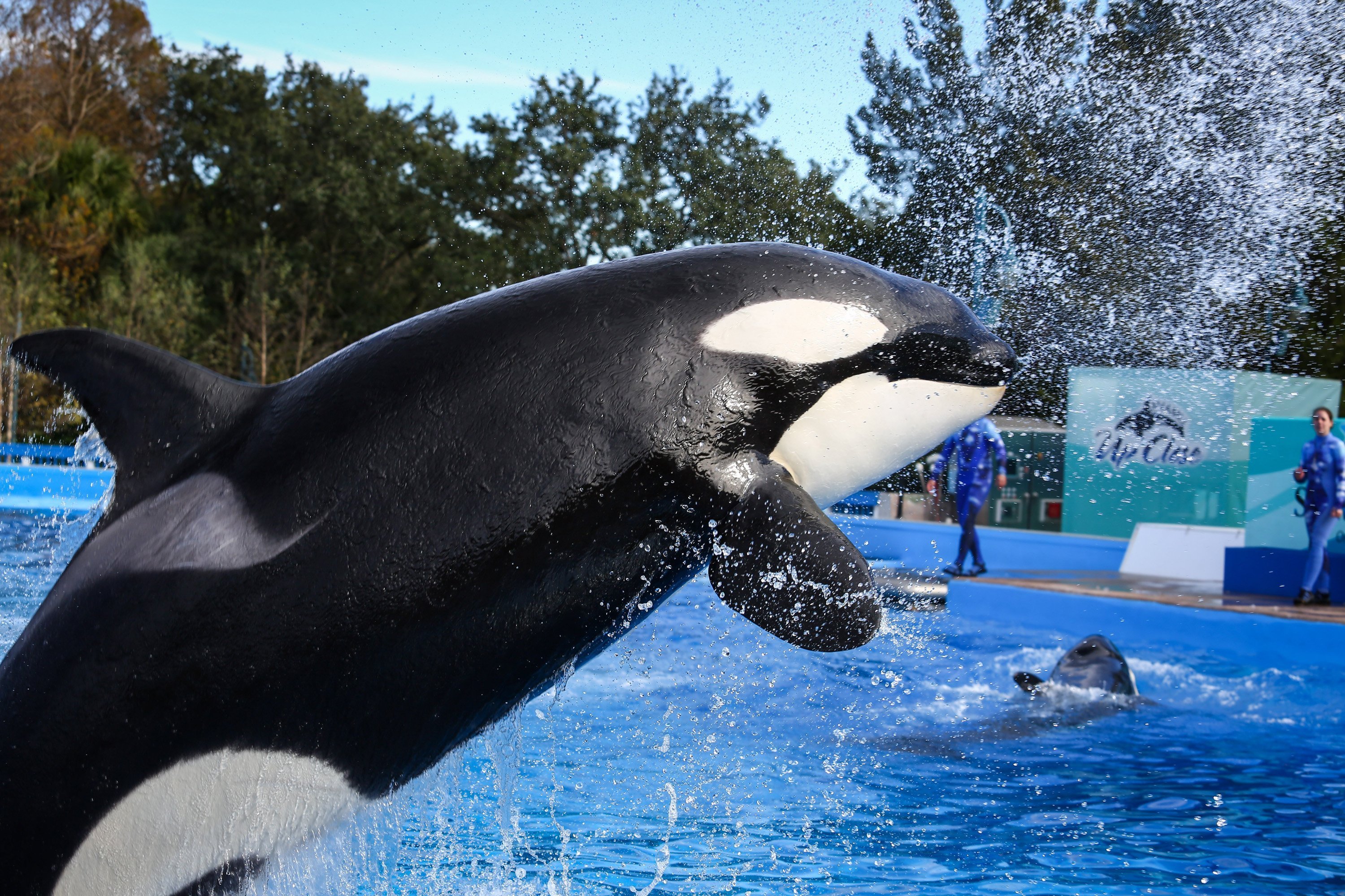 Close up of orca at SeaWorld