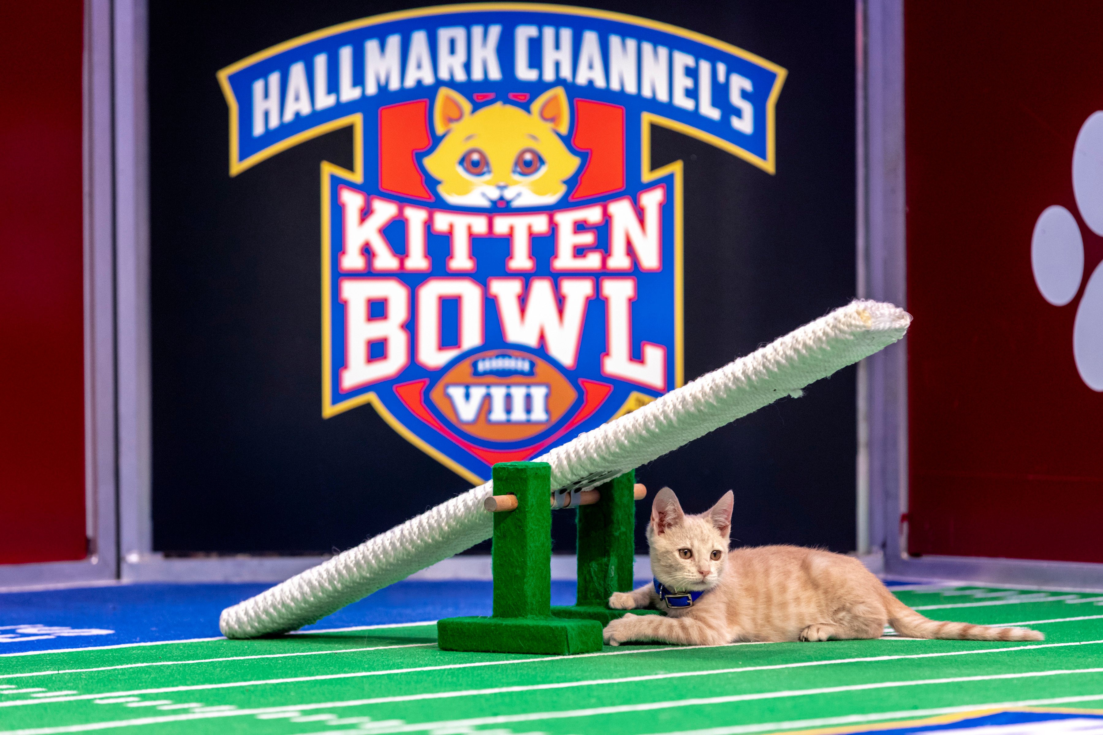 Kitten Bowl