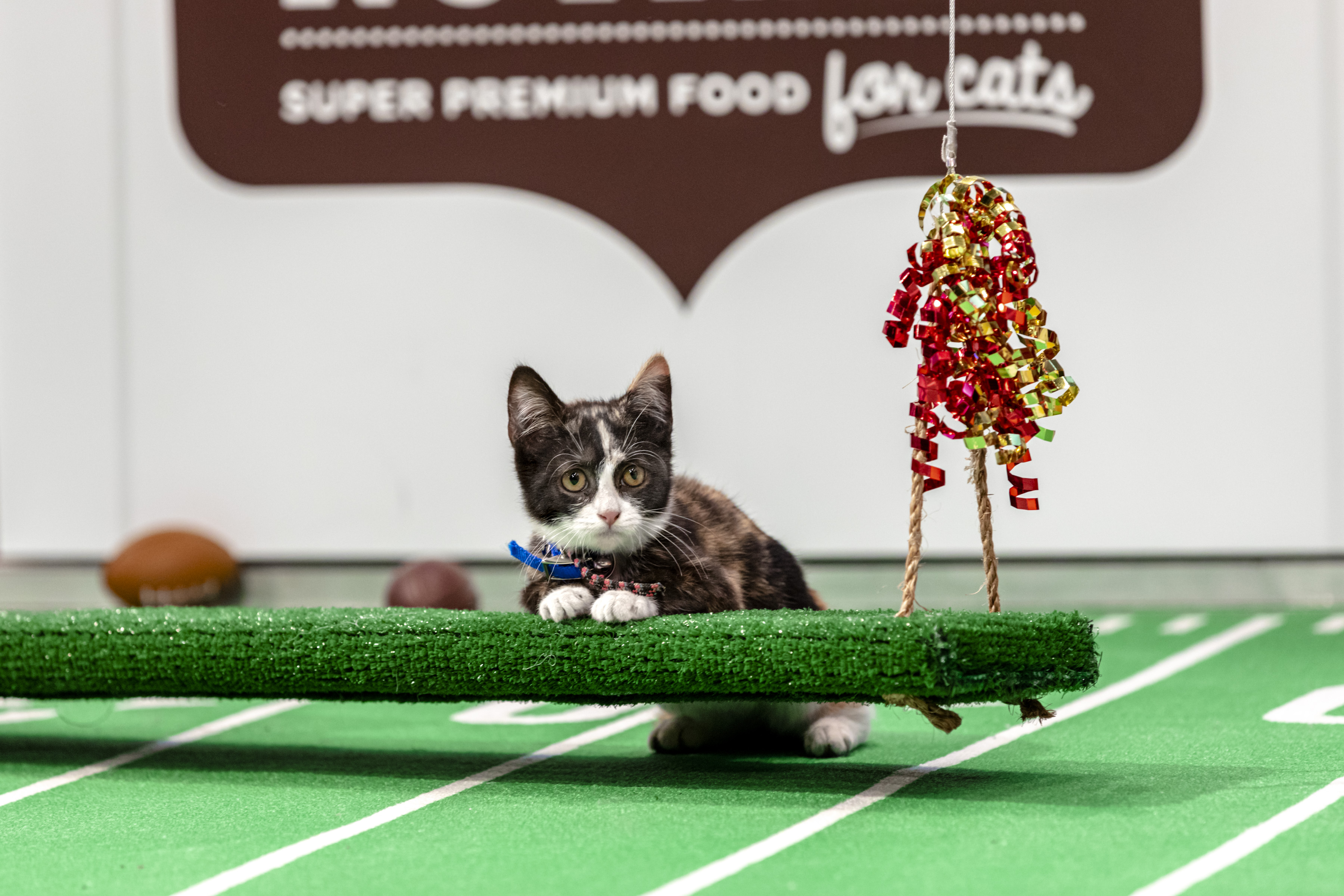Kitten at Kitten Bowl 2021