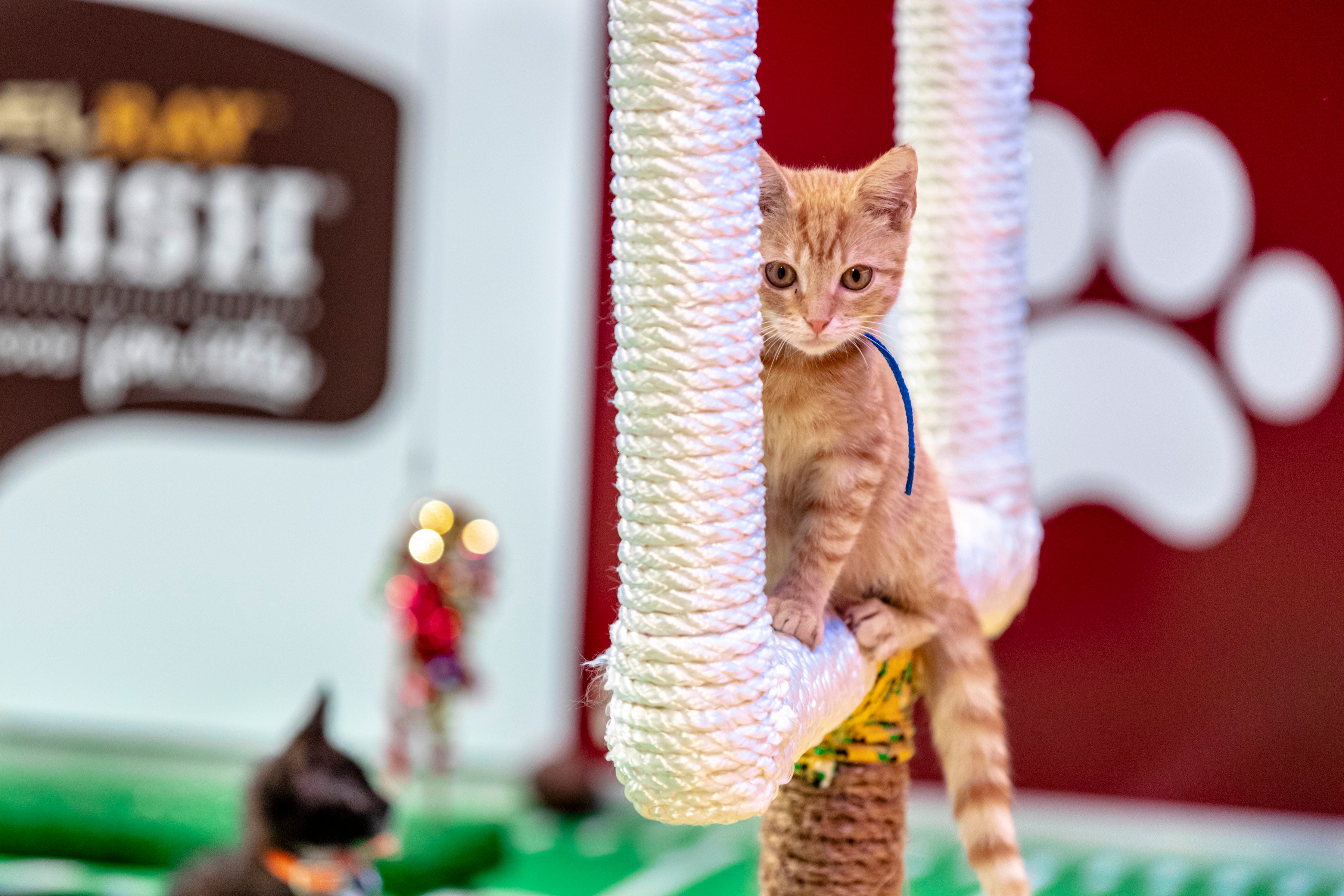 Kitten on the goal posts at Kitten Bowl 2021