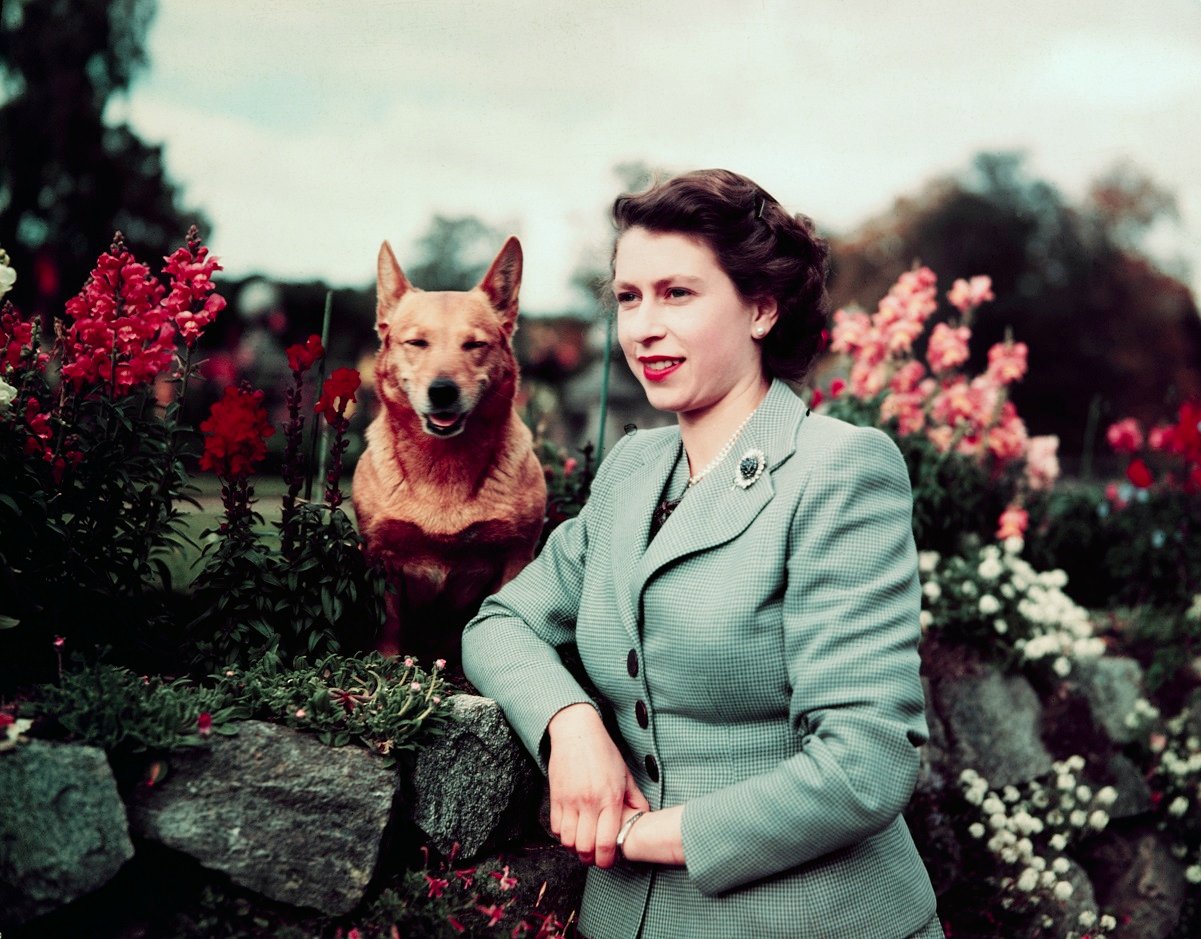 Queen Elizabeth II pictured with one of her Corgis in 1952