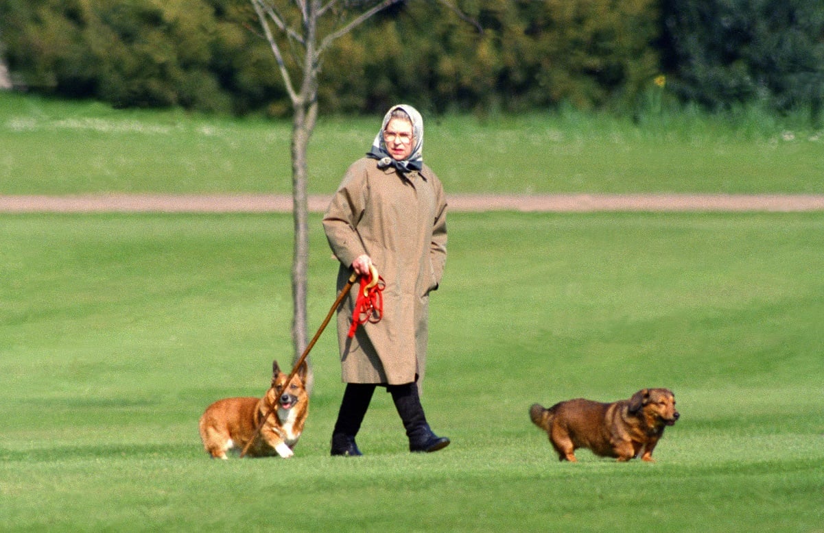 Queen Elizabeth II walking her dogs at Windsor Castle