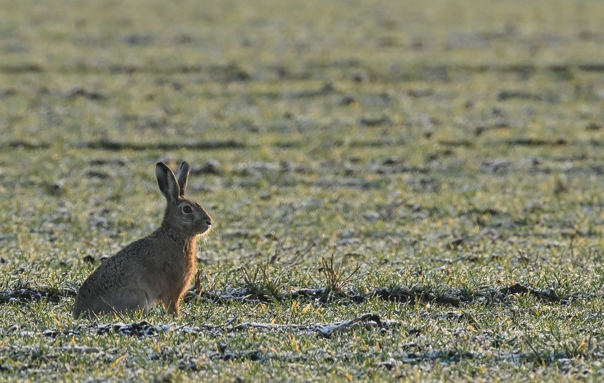 A brown hare (Lepus europaeus) crouches in the early morning in a field in the Oderbruch, a cultivated landscape in the east of the state of Brandenburg. 