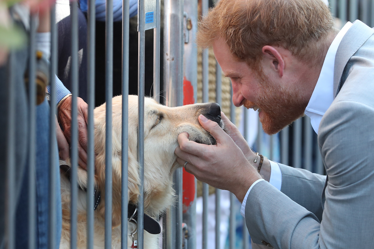 Prince Harry, Duke of Sussex strokes a golden retriever of a well-wisher as he arrives for an engagement at Edes House during an official visit to Sussex on October 3, 2018 in Chichester, England.