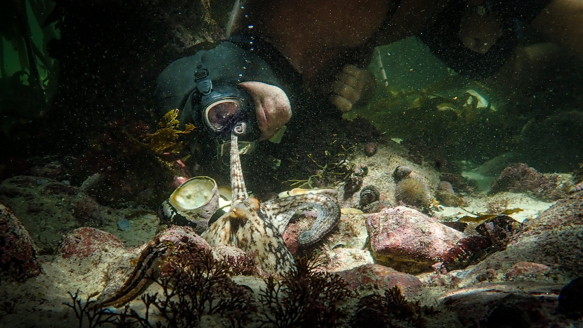 Craig Foster underwater at the sea floor swimming behind an octopus