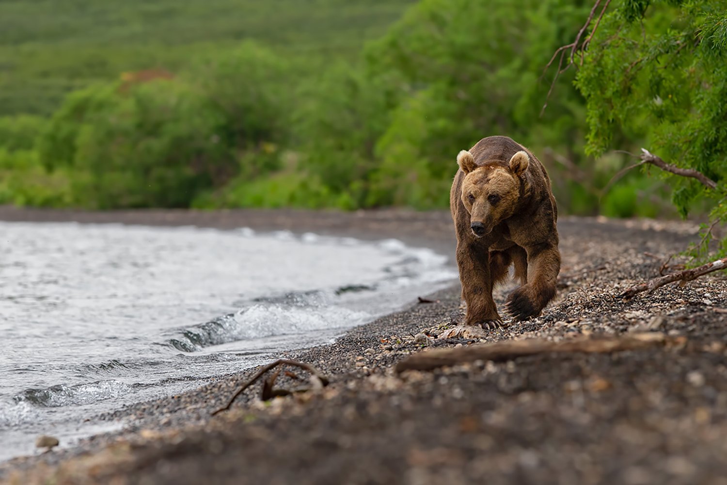 A brown bear walks alone beside Kurile Lake in Kamchatka Peninsula