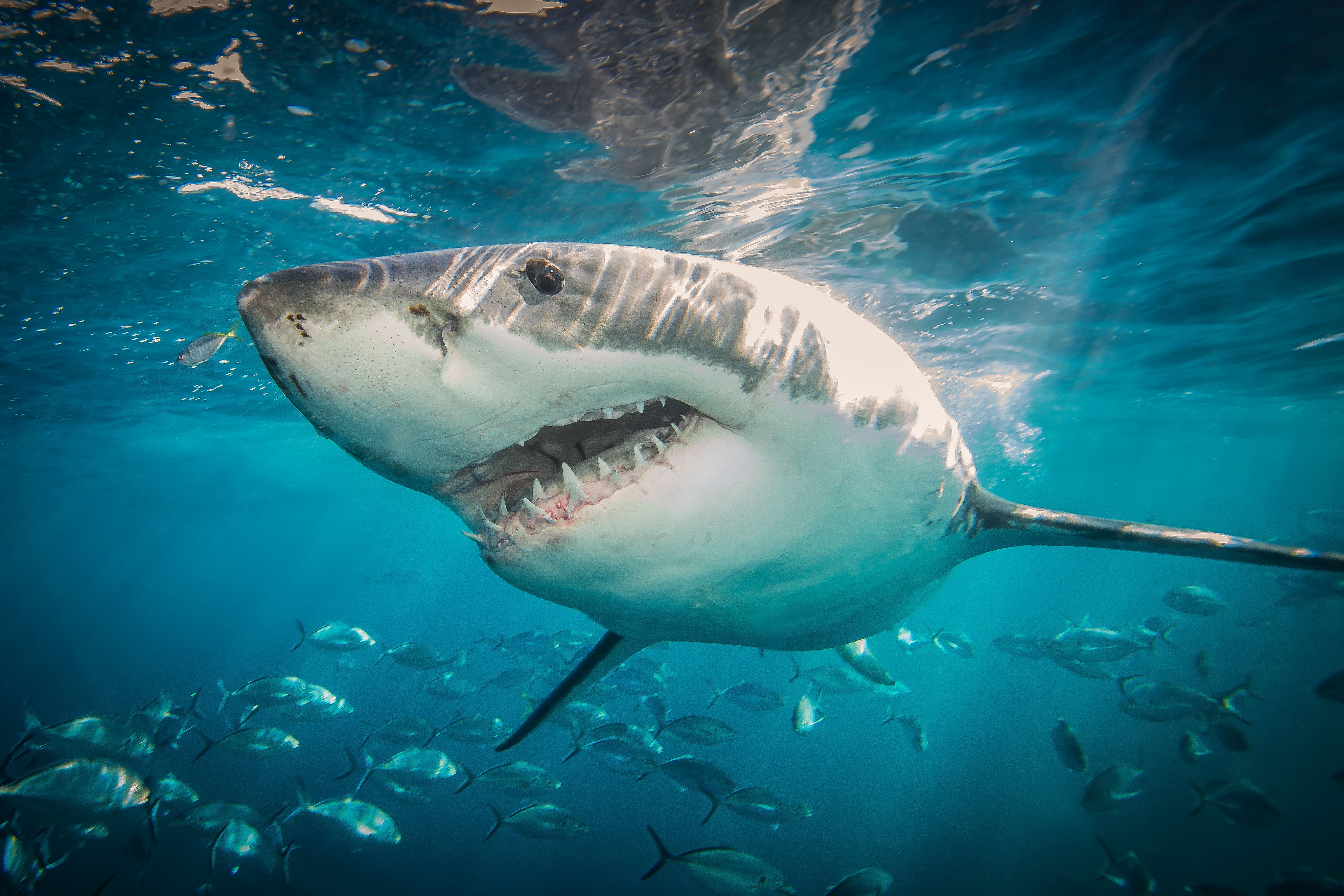 great white shark under water