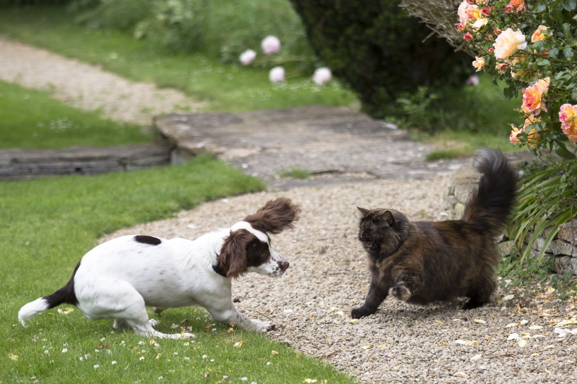 A dog and a cat fighting outside on a garden walkway