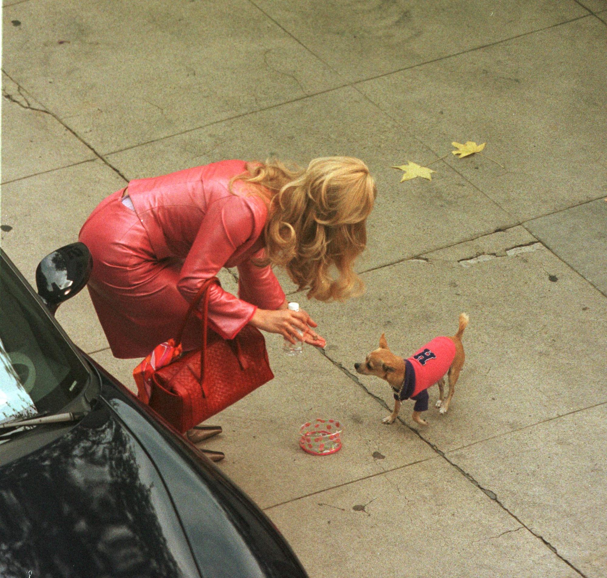 Reese Witherspoon in 'Legally Blonde' bending down to pet a dog