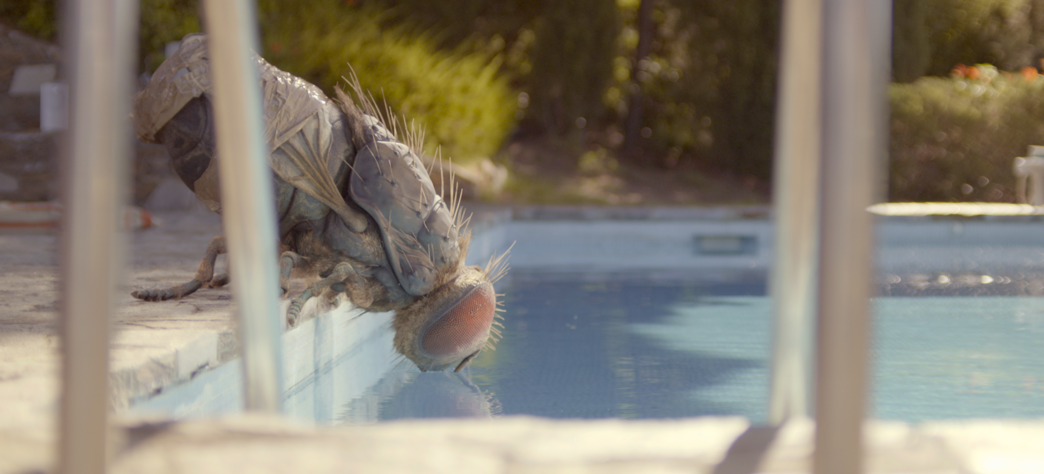 Mandibles fly drinks from the pool