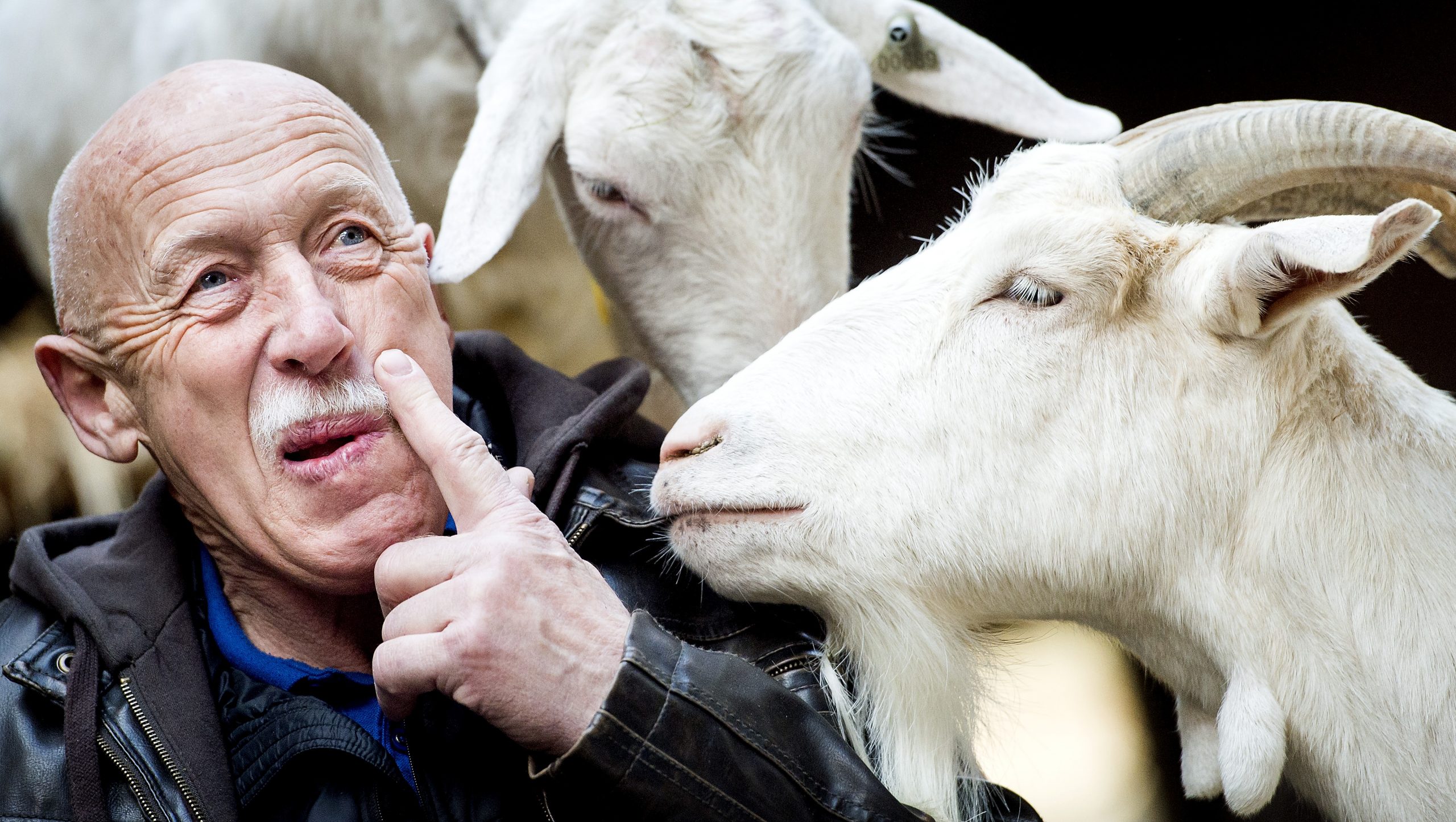 'The Incredible Dr. Pol' Dr. Jan Pol poses alongside a goat.