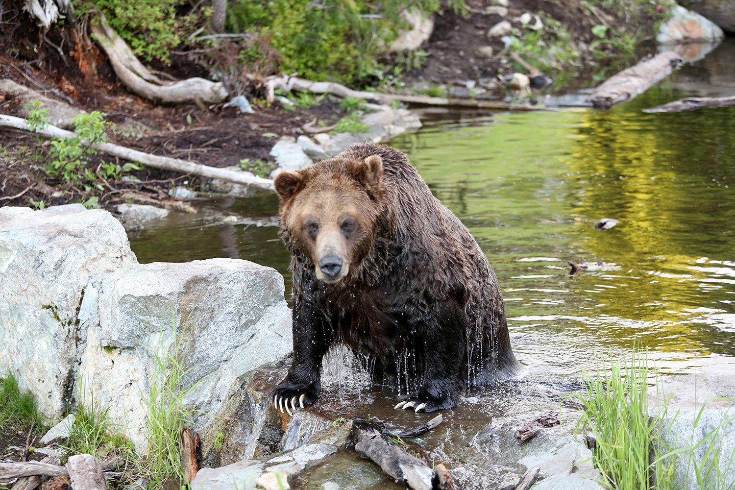 A grizzly bear emerges from water in Vancouver