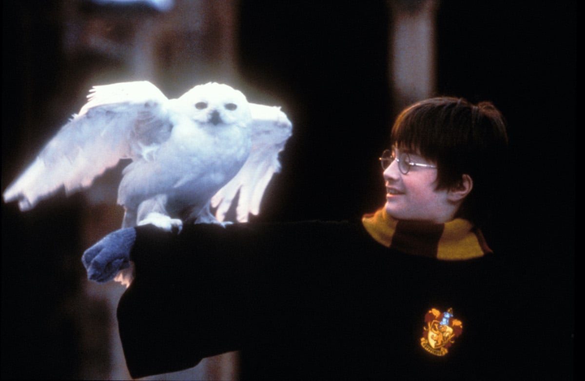 Daniel Radcliffe as Harry Potter with an owl perched on his arm in a promotion for 'Harry Potter and The Sorcerer's Stone'