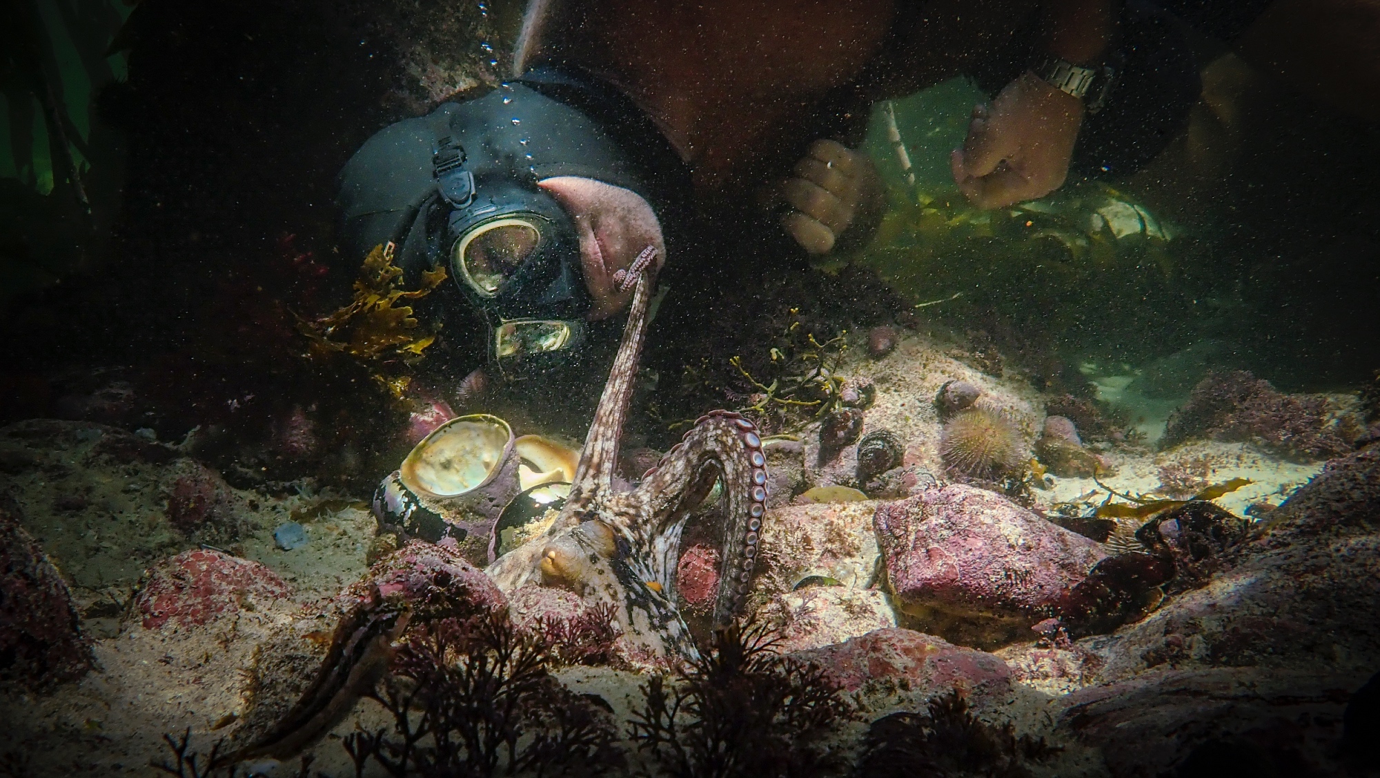 'My Octopus Teacher' reaches out to Craig Tom Foster underwater